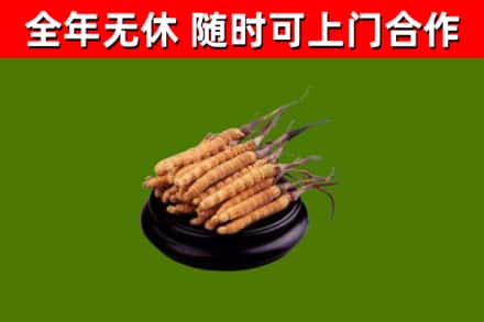 霞浦回收冬虫夏草