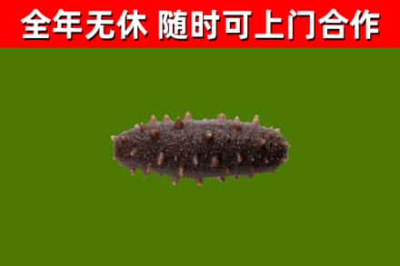 霞浦回收海参干